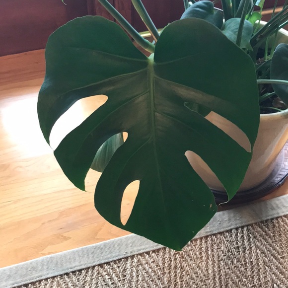 Meet your Posher, “Ann” - Picture 1 of 1